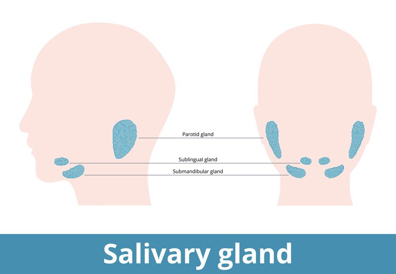 Illustration-of-salivary-glands-treated-by-salivary-gland-endoscopy