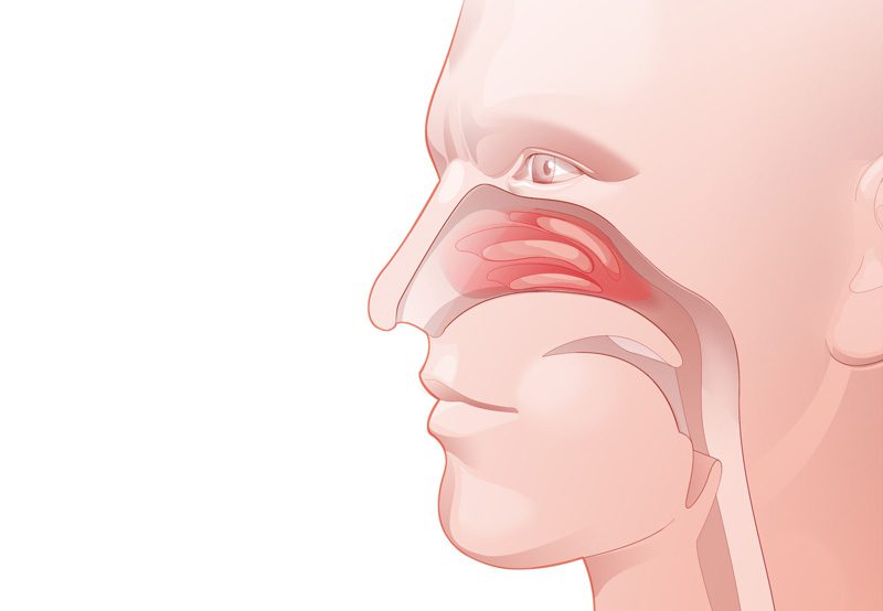 Illustration-of-the-nostrils-and-respiratory-system