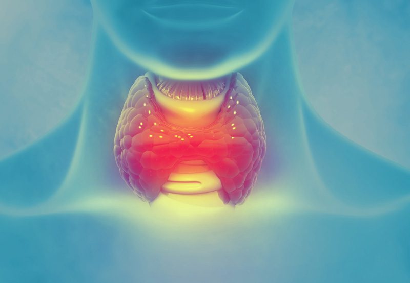 Illustration-of-thyroid-gland-removed-during-thyroidectomy